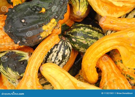 Squash And Gourds Stock Image Image Of Market October 11321501