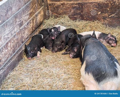 Young Pigs Sleeping In The Barn Farm Concept Stock Photo Image Of