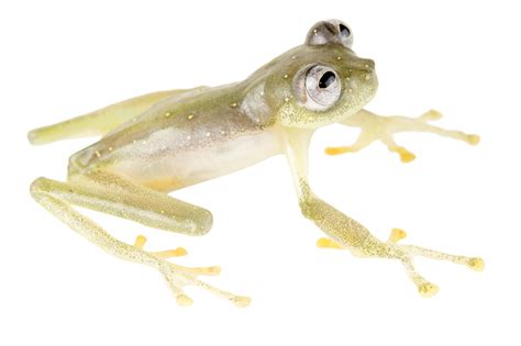 Latam Eco Review Pumas Hate Disco And Ecuadors Newly Described Glass Frog