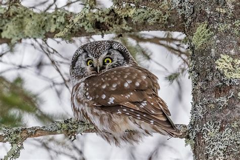 Boreal Owl On A Branch Photograph By Morris Finkelstein Fine Art America