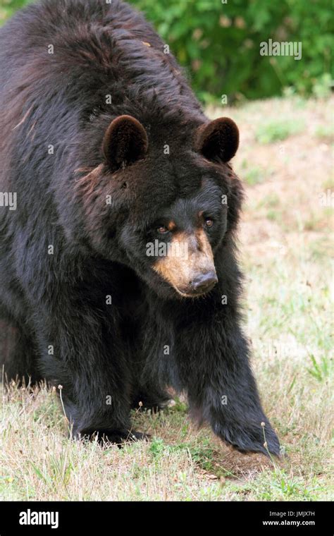 An American Black Bear Ursus Americanus Stock Photo Alamy