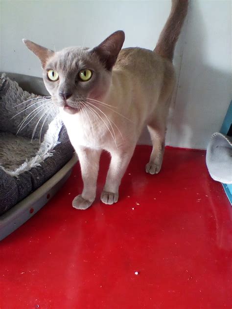 Rescue And Rehoming Burmese Cat Club