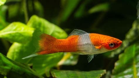 Swordtail Fish Care Types Breeding And More Everything Fishkeeping