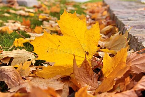 Yellow Autumn Leaves Stock Image Image Of Fall Norway 25602567