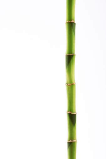 Bamboo Stick Stock Photo Download Image Now Istock