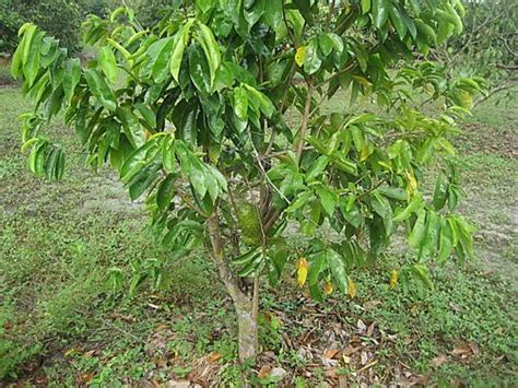 Khasiat daun durian belanda dapat membantu mengubati sakit urat atau sakit saraf. Durian Belanda Pembunuh Sel Kanser Dengan 10 Ribu Lebih ...