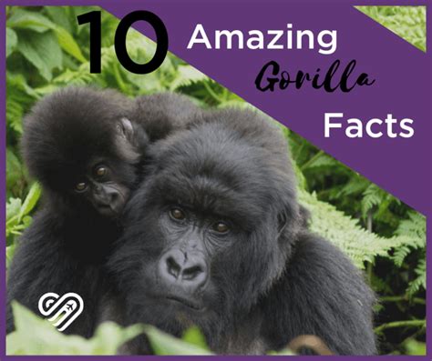 10 Amazing Gorilla Facts