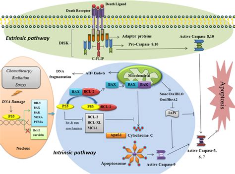 Pdf Molecular Mechanisms Of Apoptosis And Roles In Cancer Development
