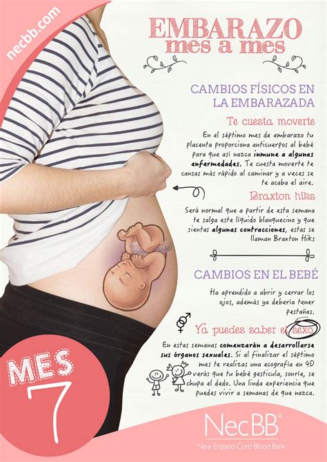 Infografía Para Pinterest Necbb El Embarazo Mes A Mes Mes 7