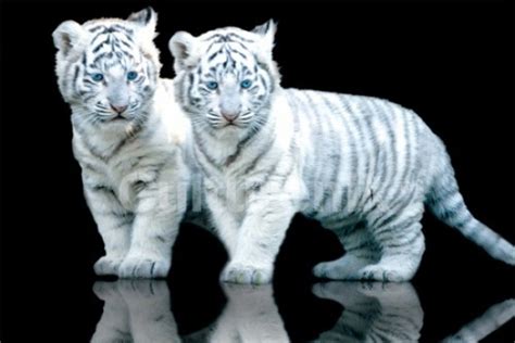 White Tiger Cubs Sos Poster Poster Print Item Varimpst5574r