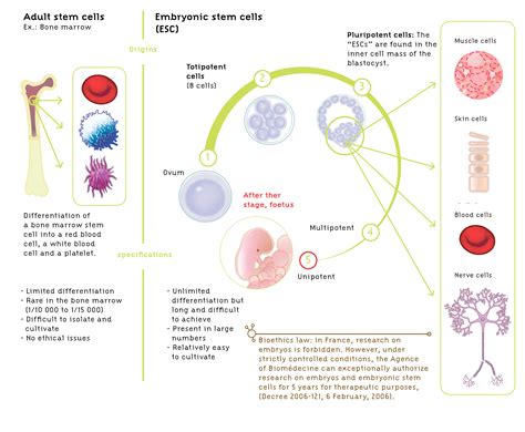 Cell Cells And Adult Stem Cells