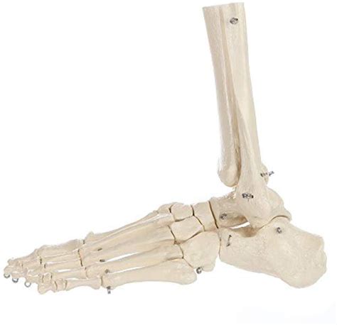 Buy Anatomy Model Human Foot Skeleton Medical Anatomical Foot