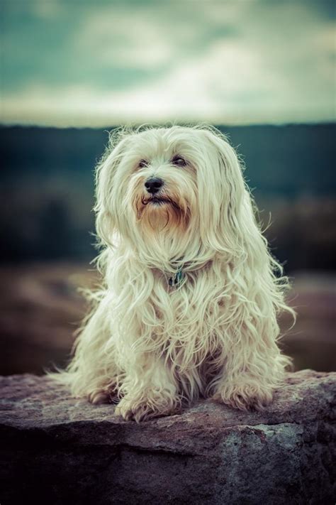 Havanese Facts You Should Know With Pictures