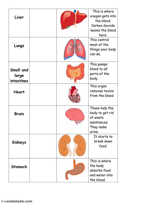 Body Organs Online Worksheet For 6 8 You Can Do The Exercises Online