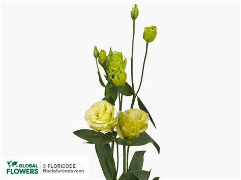 Photo Eustoma Russellianum Gevuldbloemig Engage Lime Global Flowers