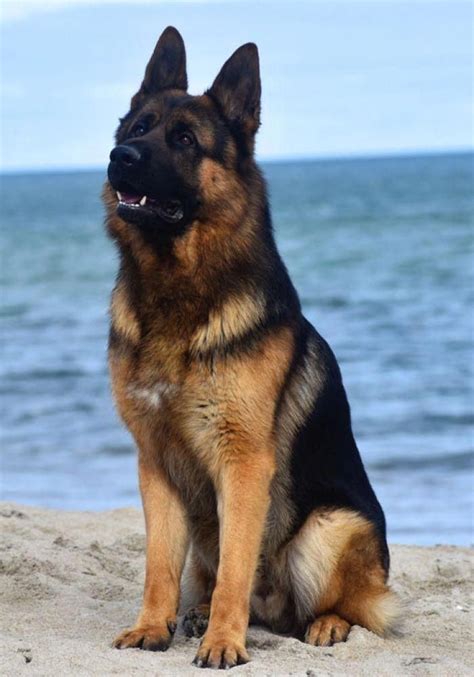 Obtain Terrific Tips On German Shepherd They Are On Call For You On