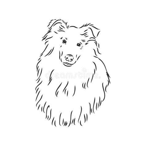 Dog Rough Collie Isolated On White Background Vector Illustration