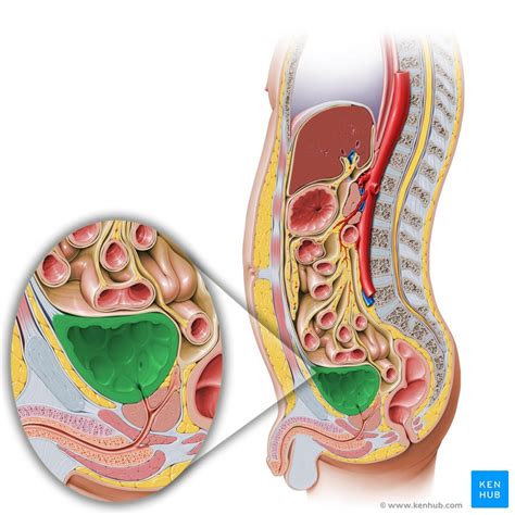 Anatomia Da Bexiga Urinaria