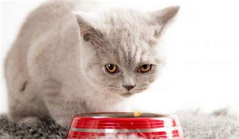 You see, i want to adopt a puppy, but i don't know much about dogs or how to take care of them. How Much Should A British Shorthair Kitten Eat?  2020 