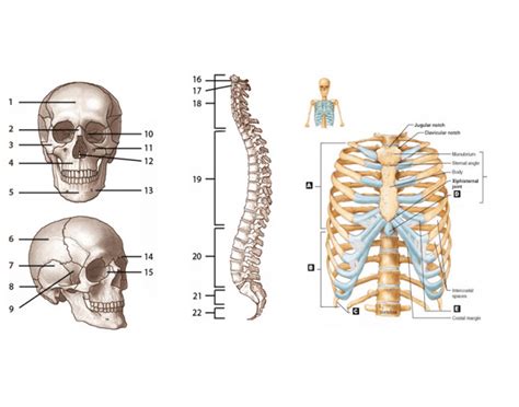 Axial Skeleton Labeling
