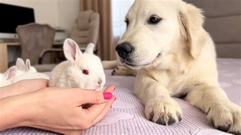 Golden Retriever Puppy Meets Tiny Bunnies For The First Time Youtube