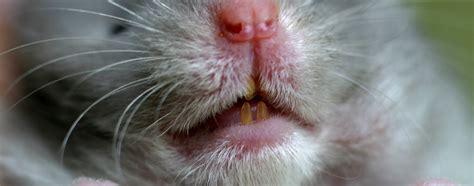 Syrian Hamster Teeth