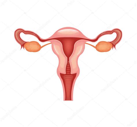 Female Reproductive System Vector Flat Illustration — Stock Vector