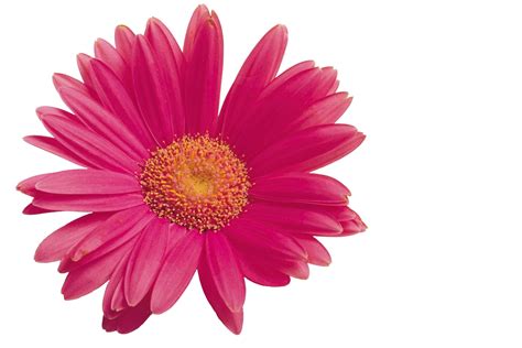 Rose Flower Animation Flash Clipart Best