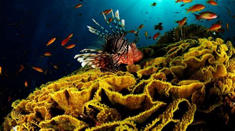 Coral Reef Wallpapers Top Free Coral Reef Backgrounds Wallpaperaccess