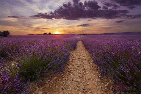 Purple Lavender Field Of Provence At Sunset Stock Photo Crushpixel