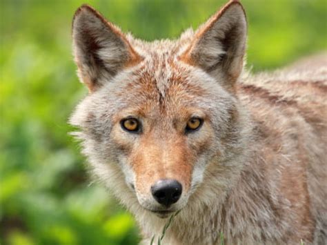 Ohio Coyote Ecology And Management Project Osu Extension Clermont County