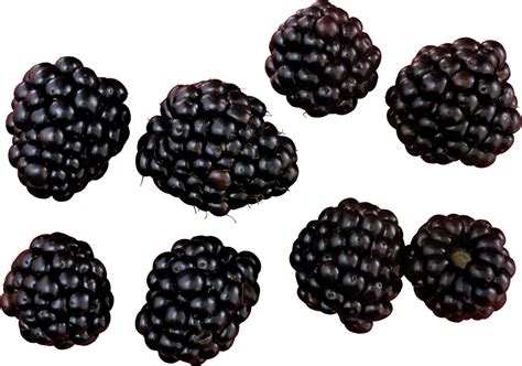 Blackberry Png Image Purepng Free Transparent Cc0 Png Image Library
