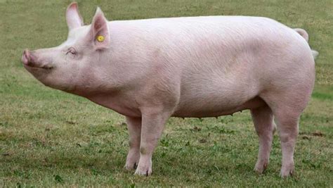 Large White Pig Farming Archives Sustainable Agriculture