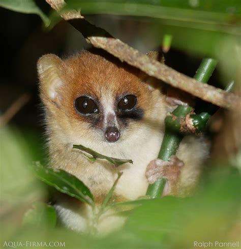 Mouse Lemur Madagascar Holiday Wildlife And Travel Guides Aqua Firma