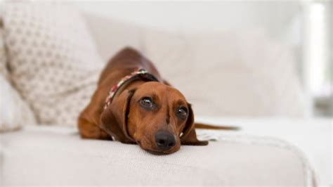 Why Do Dachshunds Lick Their Paws Fascinating Dachshund Behavior Facts