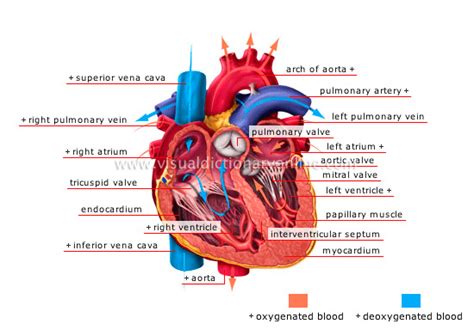 That the circulatory system is double consisting of pulmonary and systemic circuits with the blood passing through the heart twice; How Does The Circulatory System Work?