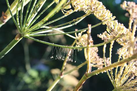 The Many Facets Of Fennel Riverside County Master Gardeners Anr Blogs
