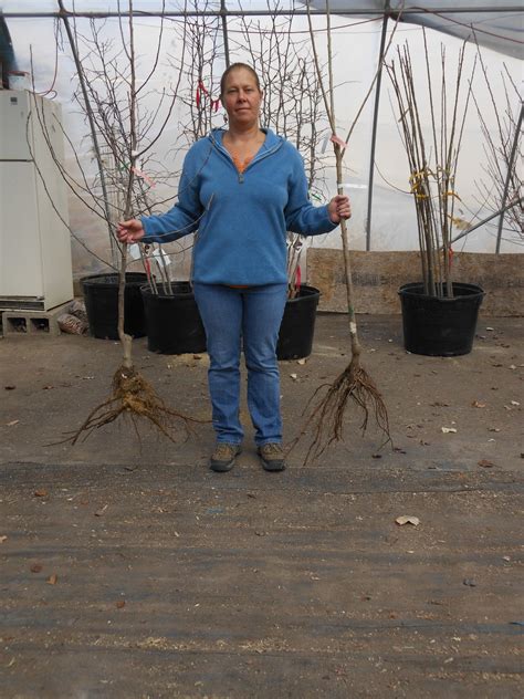 Experience the wonderful flavors to be found in the many unique varieties of fruit trees we sell bareroot. Trees That Please Nursery: Bare-Root Fruit Trees ...