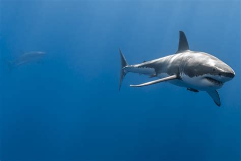 10 4k Ultra Hd Shark Wallpapers Background Images