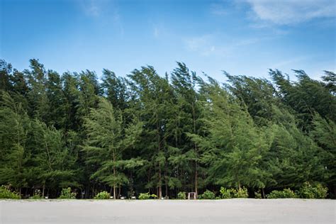 Beautiful Pine Trees On The Beach At Laem Son Nationpark Tropical Sea