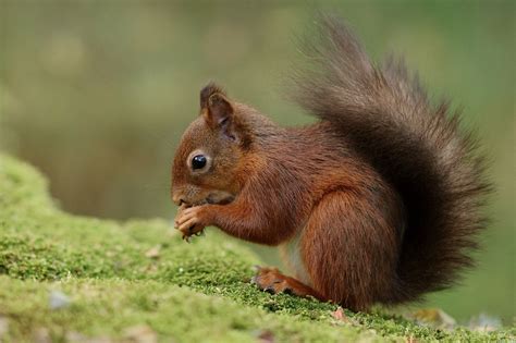 Brown And Black Squirrel Hd Wallpaper Wallpaper Flare