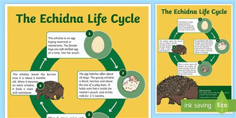 Life Cycle Of An Echidna Display Poster Teacher Made