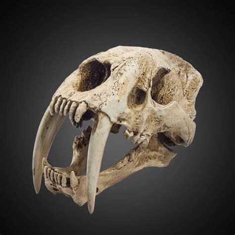Fine Life Size Replica Sabre Toothed Tiger Skull Smilodon 35 X 20 X