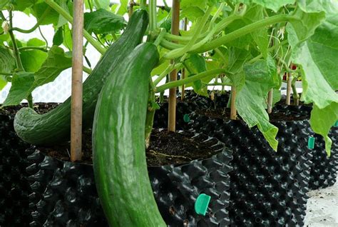 Important Information You Should Consider When Growing Cucumbers In
