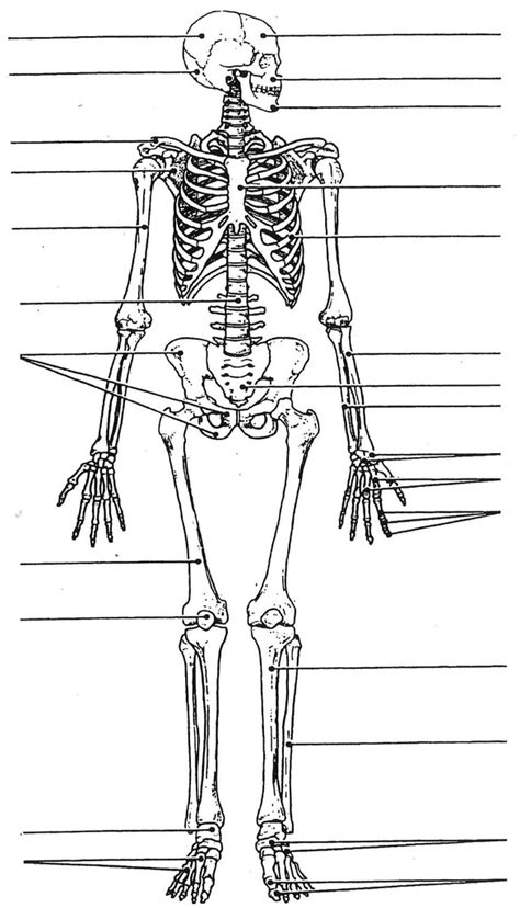 Full Skeleton Diagram Quizlet