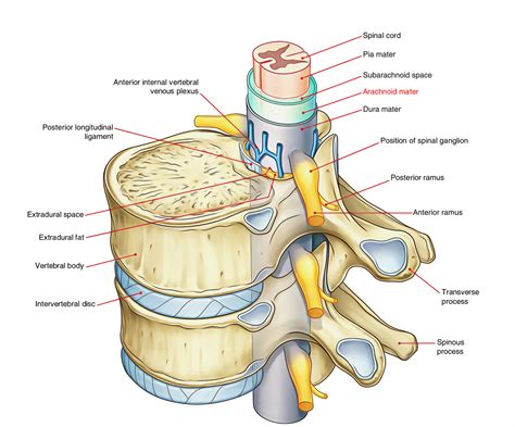 Spinal Cord