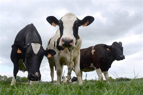 Pour Sauver Les Vaches Laitières Des Effets Néfastes Du Climat Des