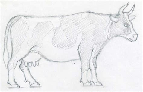 How To Draw A Cow Easy Way