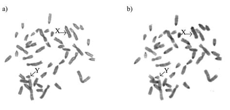 A Metaphase With Conventional Staining For A Male Of The Carabao Download Scientific Diagram