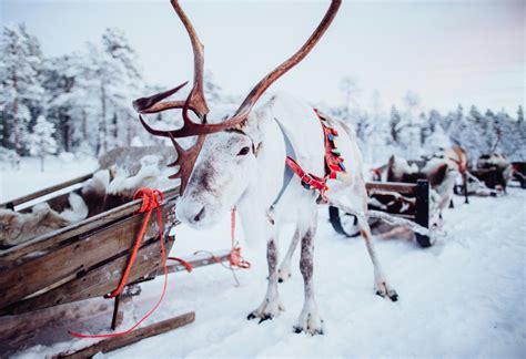 Traditional Reindeer Sleigh Ride Lapland North